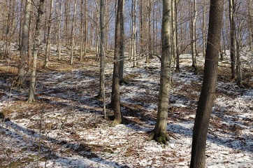 Buchenwald im Winter - beech forest in winter 01
