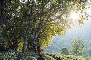 Maple tree in tea plantation farm