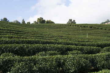 Tea plantation farm