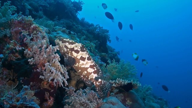 Hexagon Grouper on a coral reef. Epinephelus hexagonatus