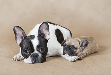 French bulldog mommy with puppy