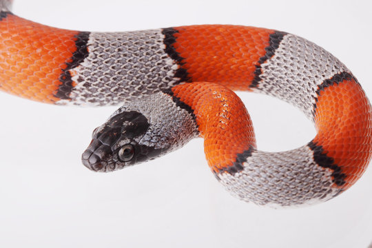 Lampropeltis 이미지 찾아보기 1,805 스톡 사진, 벡터 및 비디오 Adobe Stock