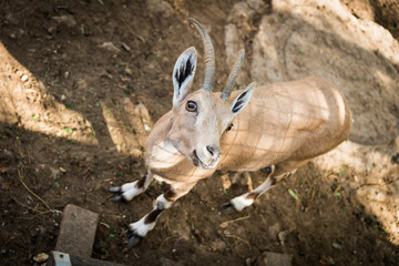Nubian ibex at Gan Hai Petah Tikva