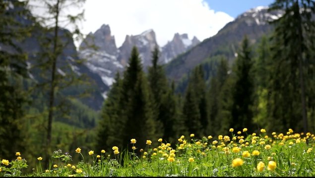 Zwischen der Alm und den Gipfeln