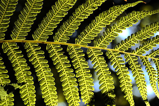 Dicksonia antarctica - soft tree fern