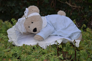 Was born a teddy bear!