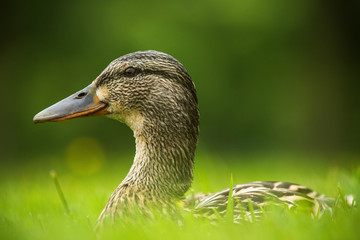 European duck on a grass
