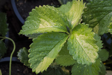 strawberry in garden