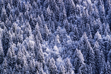 Pine Forest in Snow