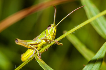 Grasshopper
