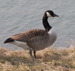 Canada Goose portrait