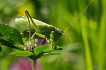 grasshopper