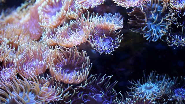 clown fishes anemones