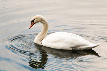 Fototapeta premium Swan in Vienna
