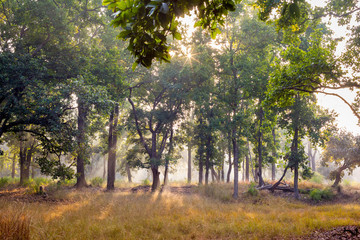 Mist and trees at dawn in Bandhavgarh National Park, India