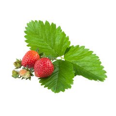 organic strawberries with leaves over white