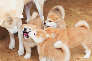 Japanese akita-inu breed dog family