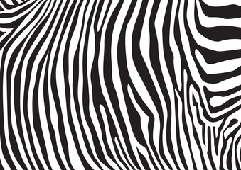 Zebra stripes pattern, illustration - 77870151