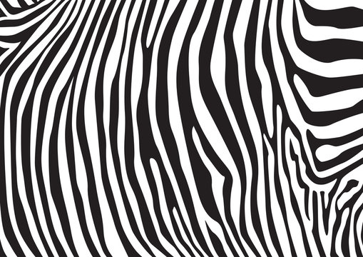 Zebra stripes pattern, illustration © i3alda
