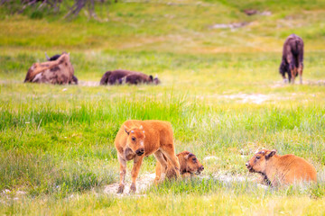 American Bison Calves