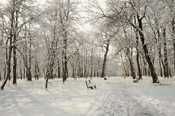 Winter in park