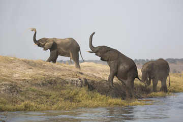 Wild elephant bulls enjoying sand bath