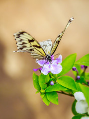 Butterfly Feeding on Flower