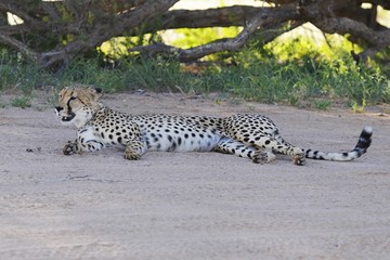 Gepard (Acinonyx jubatus) im Kgalagadi Transfronier Nationalpark