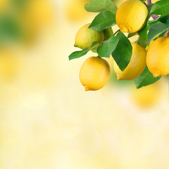Bunch with lemon fruits