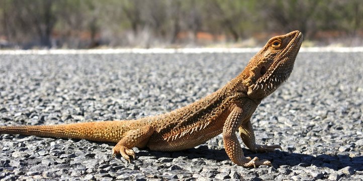 Bartagame