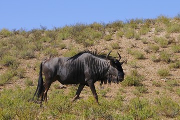 Streifengnu (connochaetes taurinus)- Kgalagadi Nationalpark