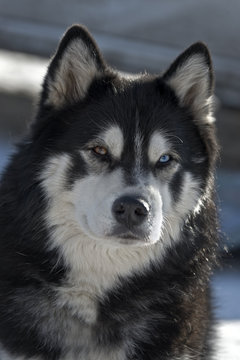 Husky Portrait