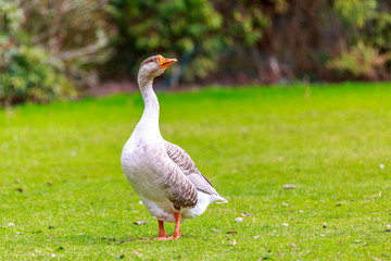 Obraz premium Emden goose