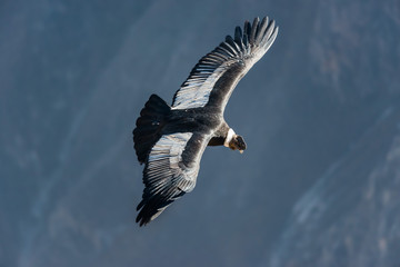Fototapeta premium Kondor andyjski lecący w kanionie Colca Arequipa Peru