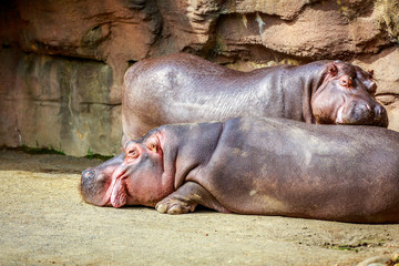 Hipppos sunbathing