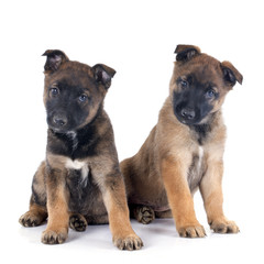 puppies malinois