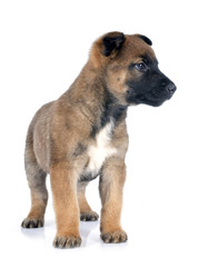 puppy malinois