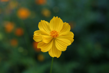 Marigold (Calendula officinalis)