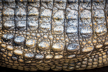 Fototapeta premium Crocodile leather