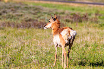 Mule deer in Bryce Canyon