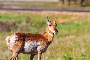 Mule deer in Bryce Canyon