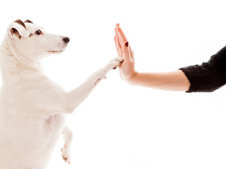 High Five between a dog and a woman