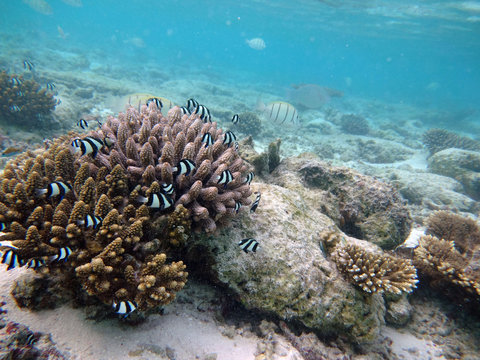 Fototapeta Undersea_III