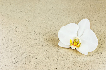 Flower of orchid with splashes of water on beige background.