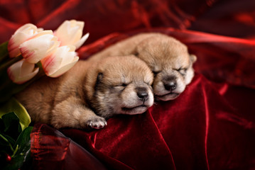 Cute newborn puppy with berries and flowers