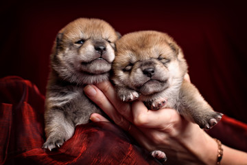 Newborn shiba-inu puppy in human hands over red background.