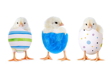 Küken in bunten Ostereiern