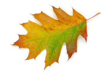 Oak leaf