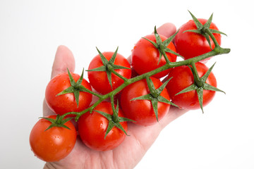 房採りトマト
