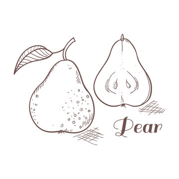 Vector illustration of engraving pear